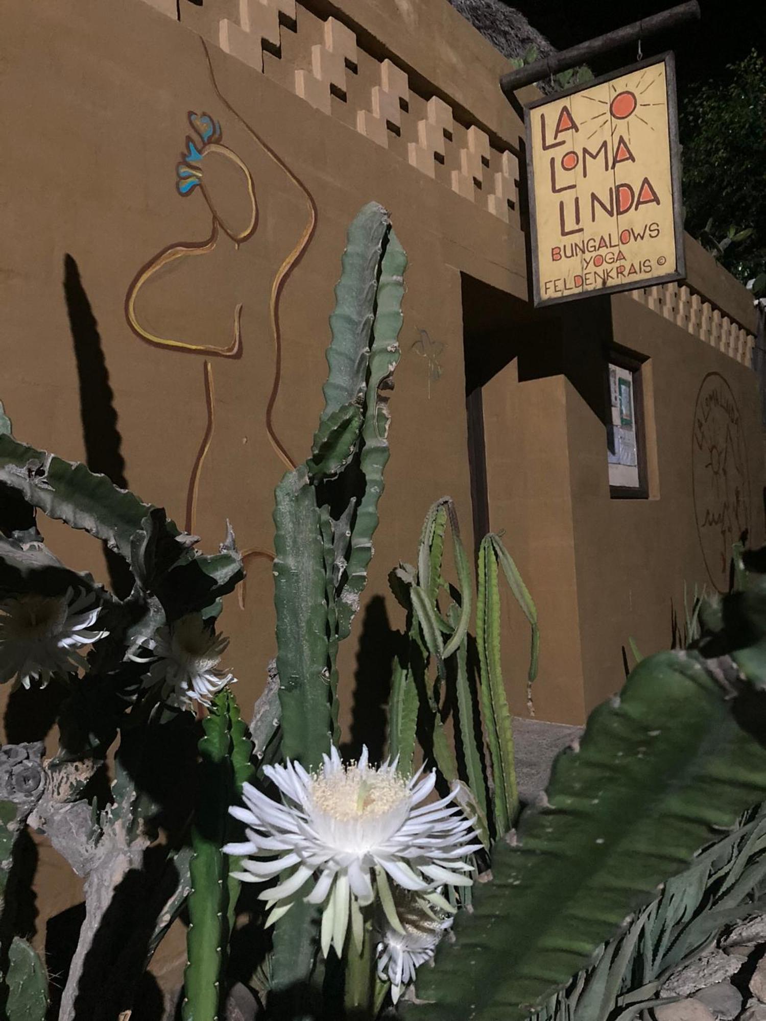 La Loma Linda, Bungalows, Yoga And Feldenkrais, Starlink Internet Zipolite Exterior photo